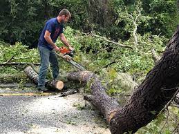 Tree Removal Services